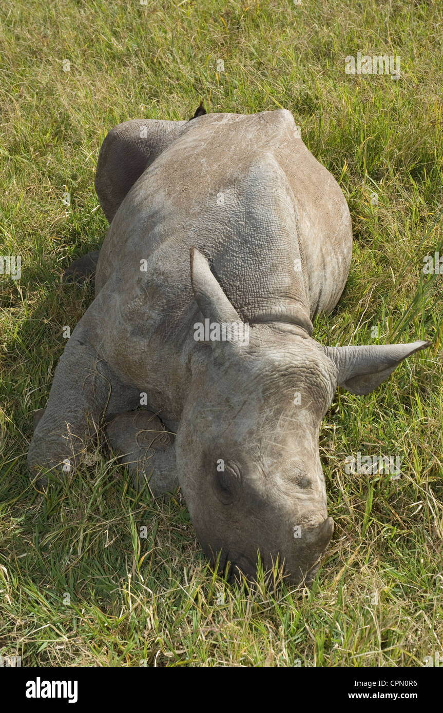 Baby black rhino taken from blind mother ('Lola' )-resting in grass Stock Photo