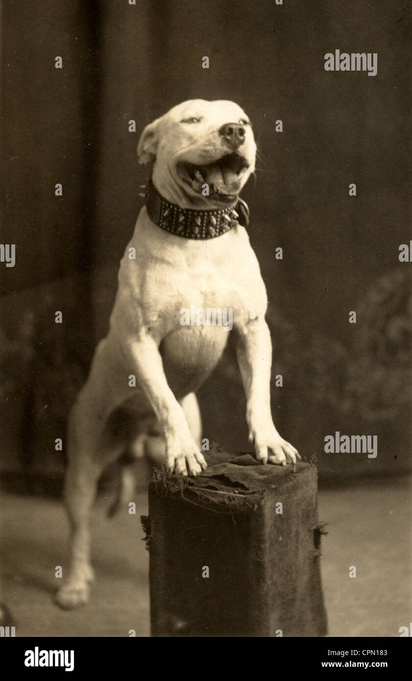 Pitbull dog vicious hi-res stock photography and images - Alamy