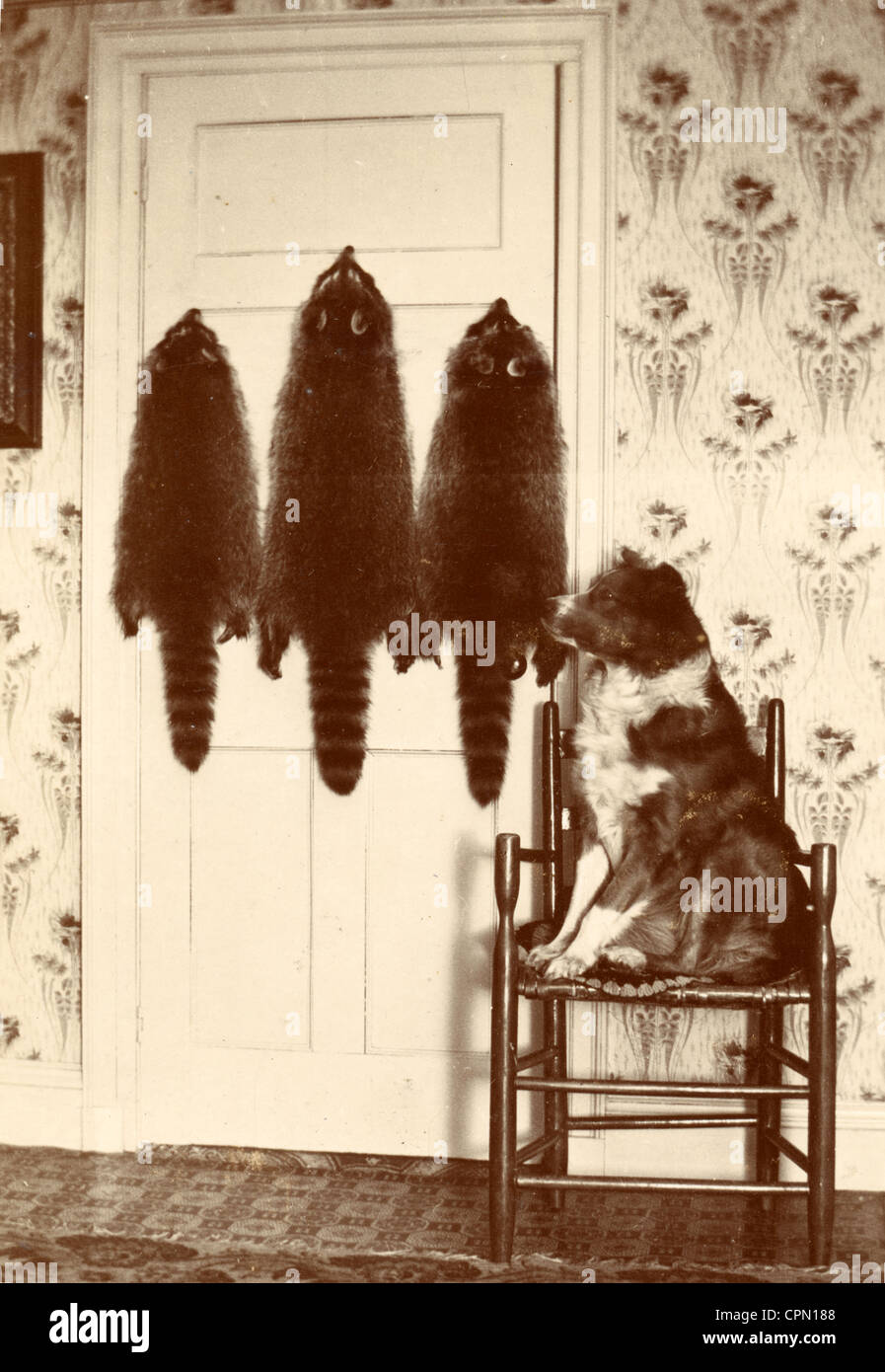 Dog Gazing at Hanging Three Raccoon Skins Stock Photo