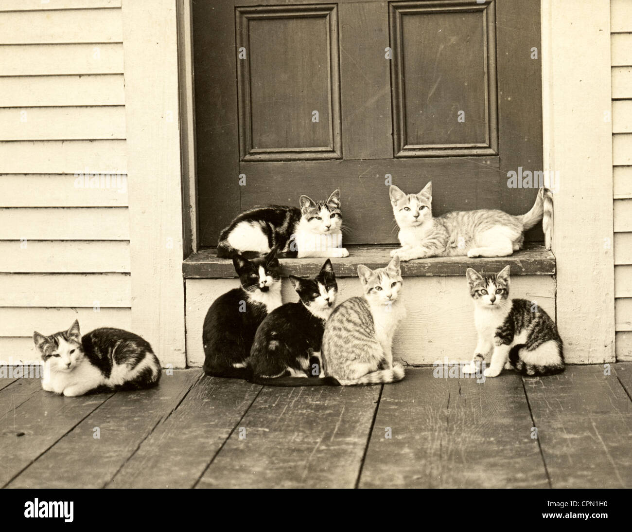 Seven Cats Waiting at the Door Stock Photo Alamy