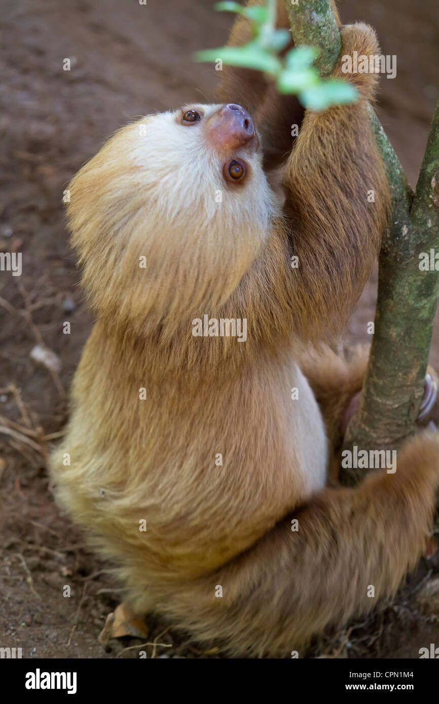 Two-toed sloth hanging on a tree Stock Photo