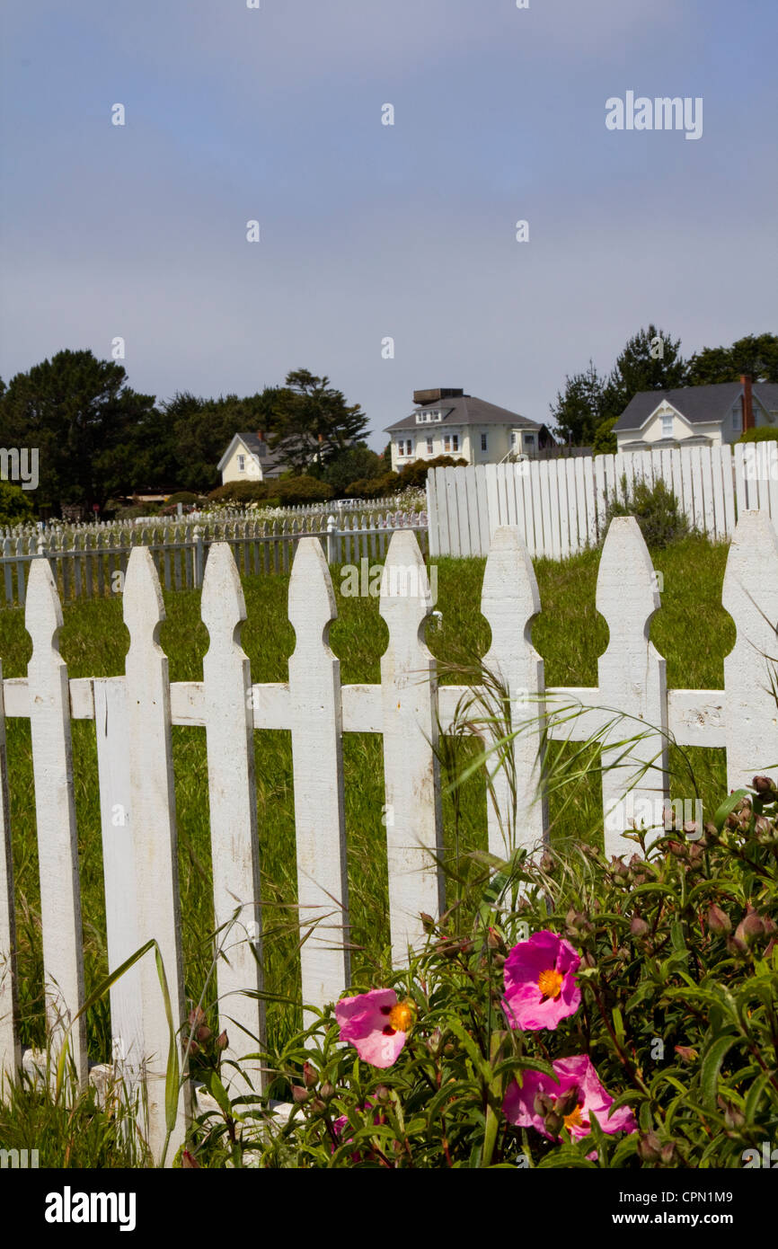 Wild roses embrace a picket fence in the historic seaside town of Mendocino, CA, USA. Stock Photo
