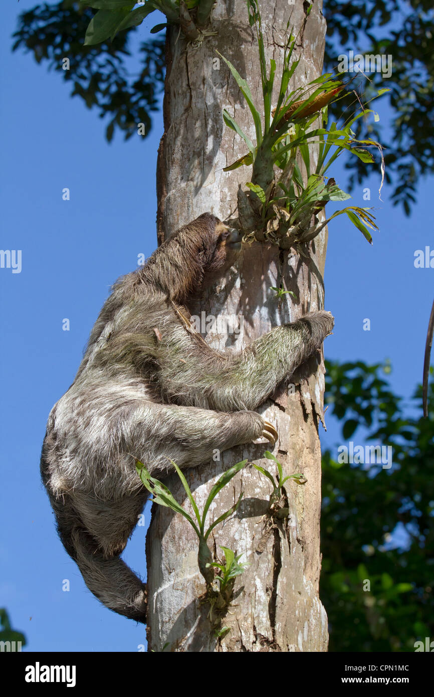 Three-toed Sloth Climbing on a tree at Cahuita national park Stock Photo