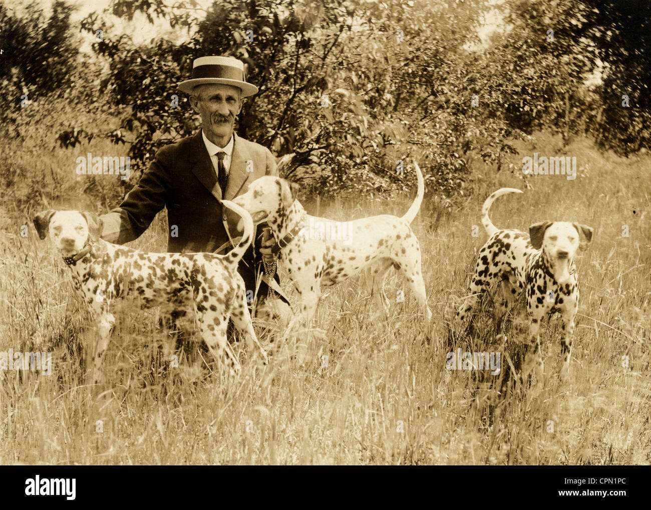 Old Man in a Field with Three Dalmatians Stock Photo