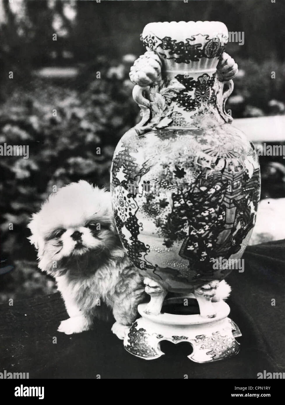 Tiny Pekingese Dog & Huge Chinese Ming Vase Stock Photo