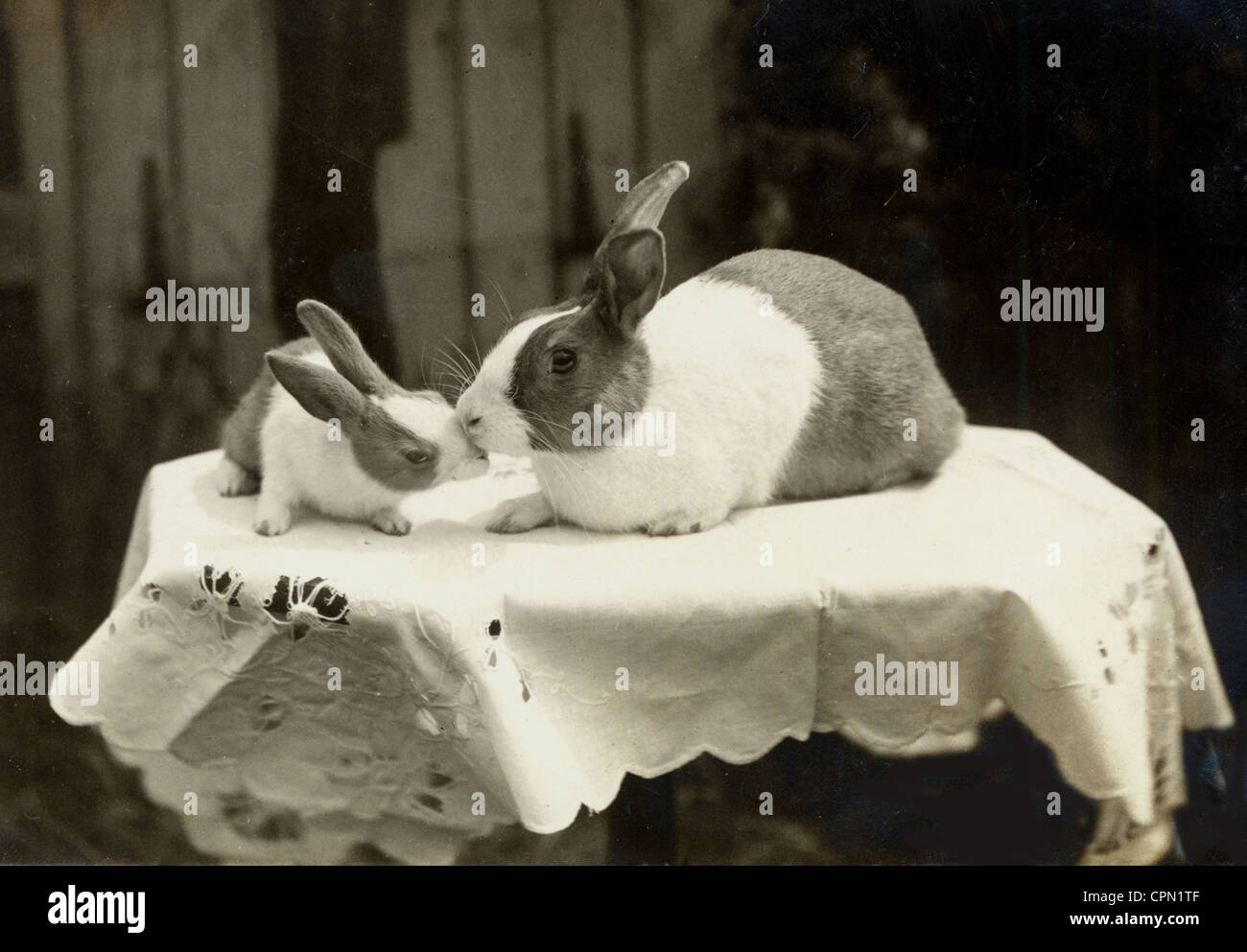 Mother Rabbit Kissing Baby Bunny Stock Photo Alamy