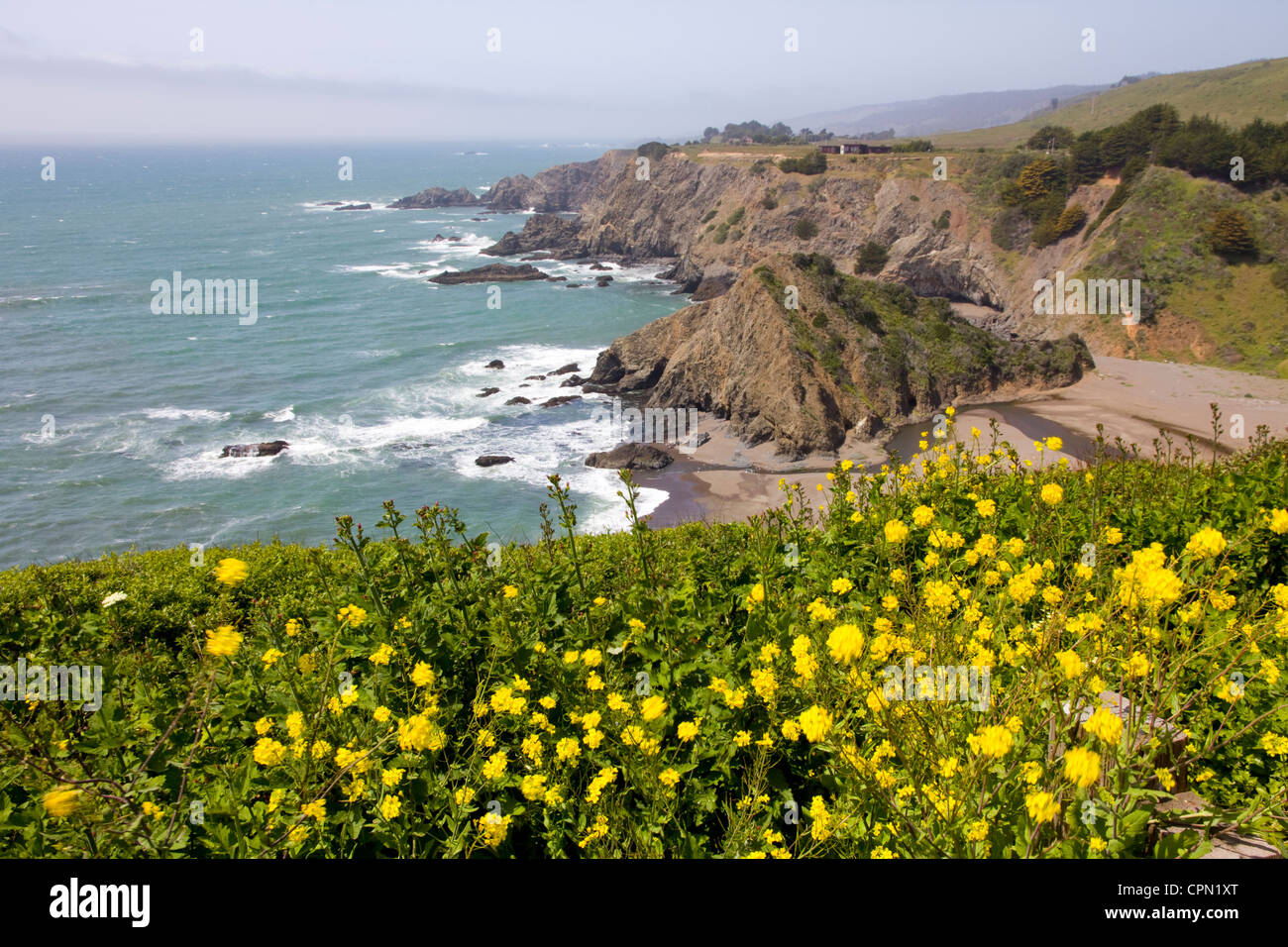 California poppies crowd a bluff overlooking the Pacific near Mendocino, CA, USA. Stock Photo