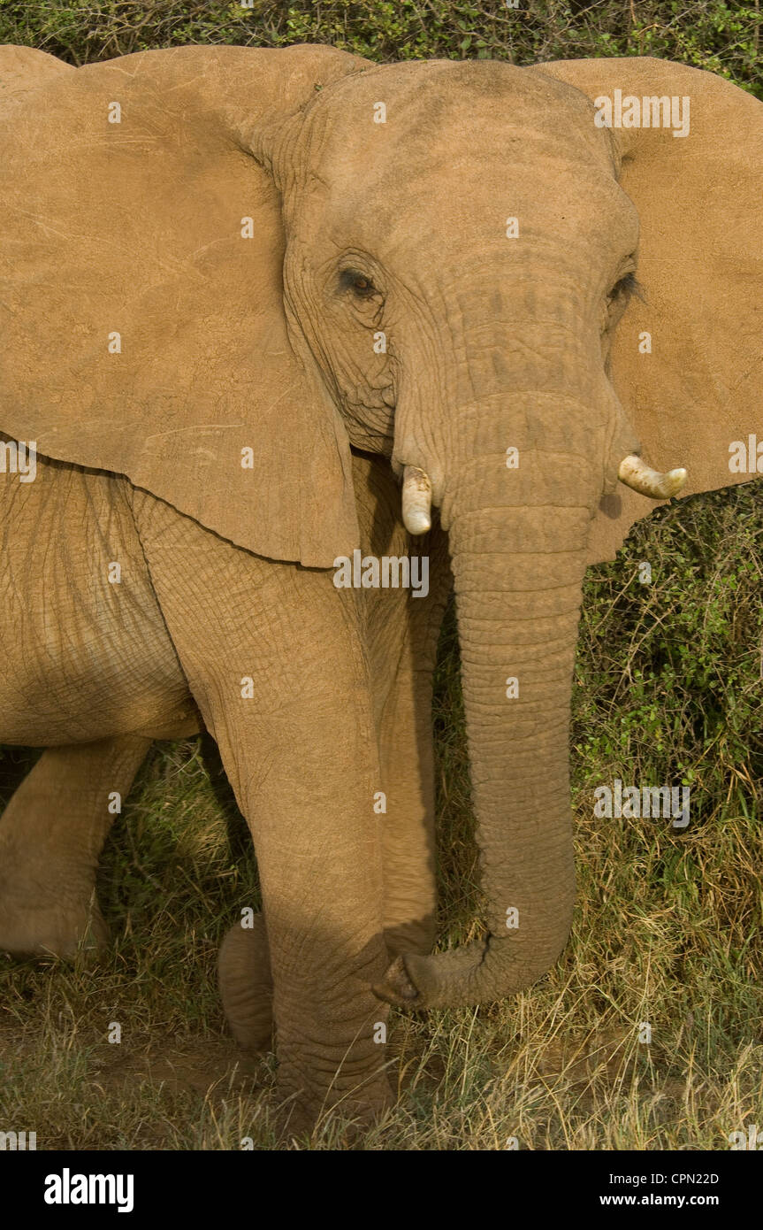 Elephant close hi-res stock photography and images - Alamy