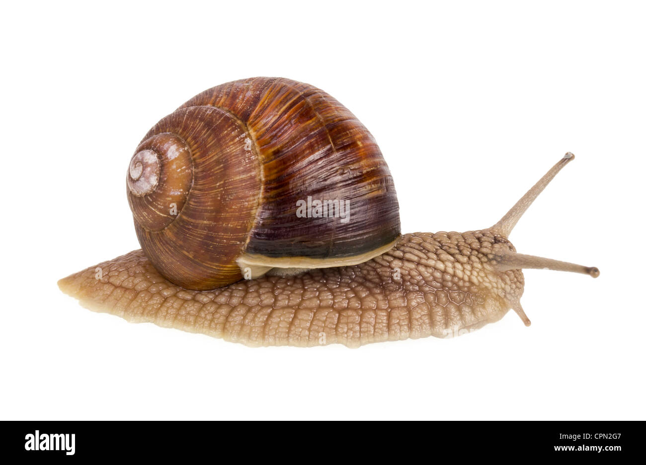 A real isolated live spring snail macro high resolution studio shot. Selective focus Stock Photo