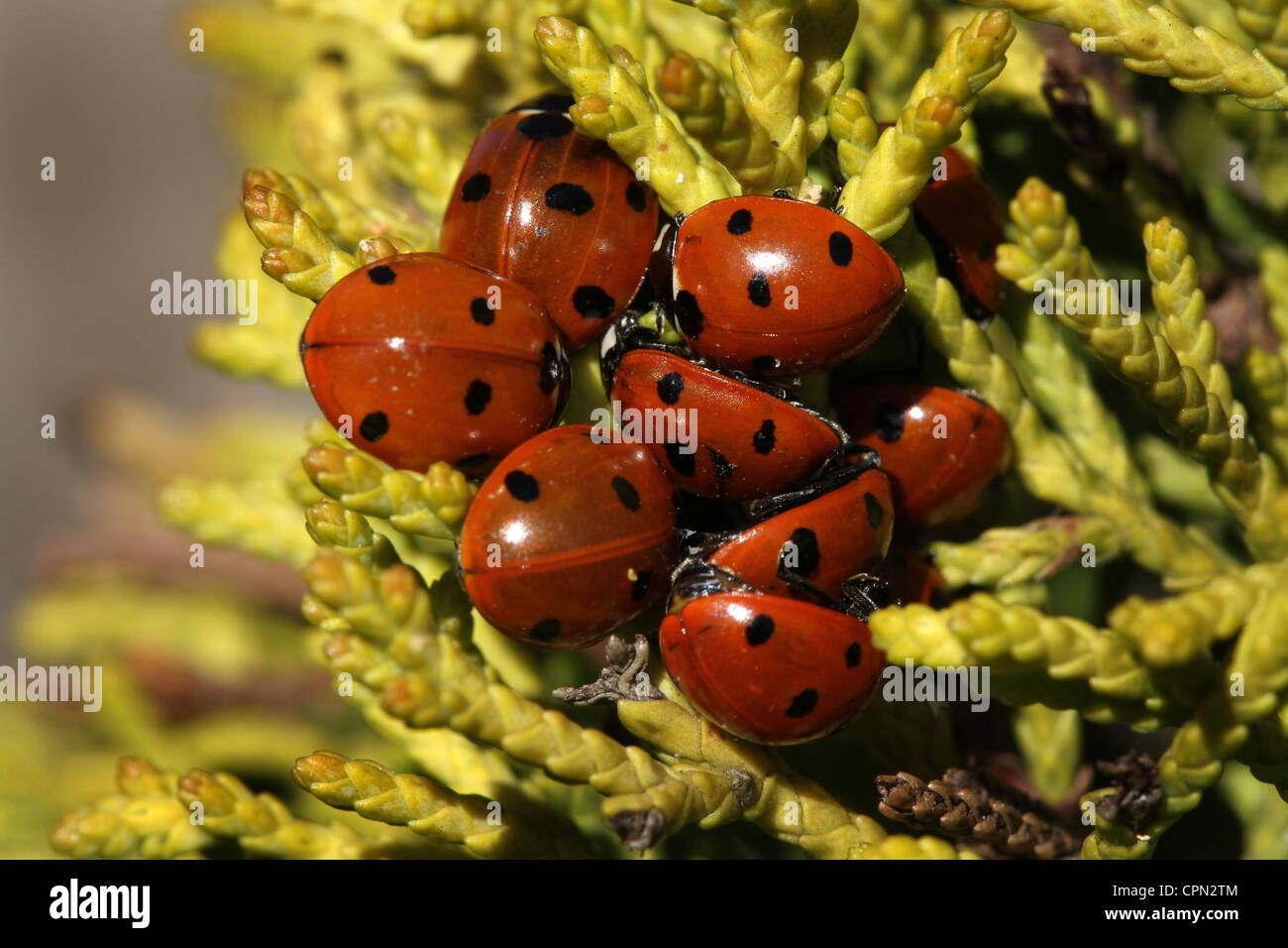 Group of Ladybird beetles warming in spring sun. Stock Photo