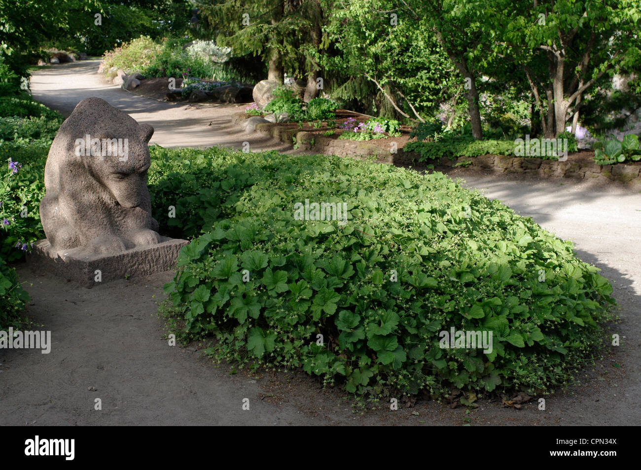 Botanical Garden Of The University Of Tartu Waldsteinia Geoides