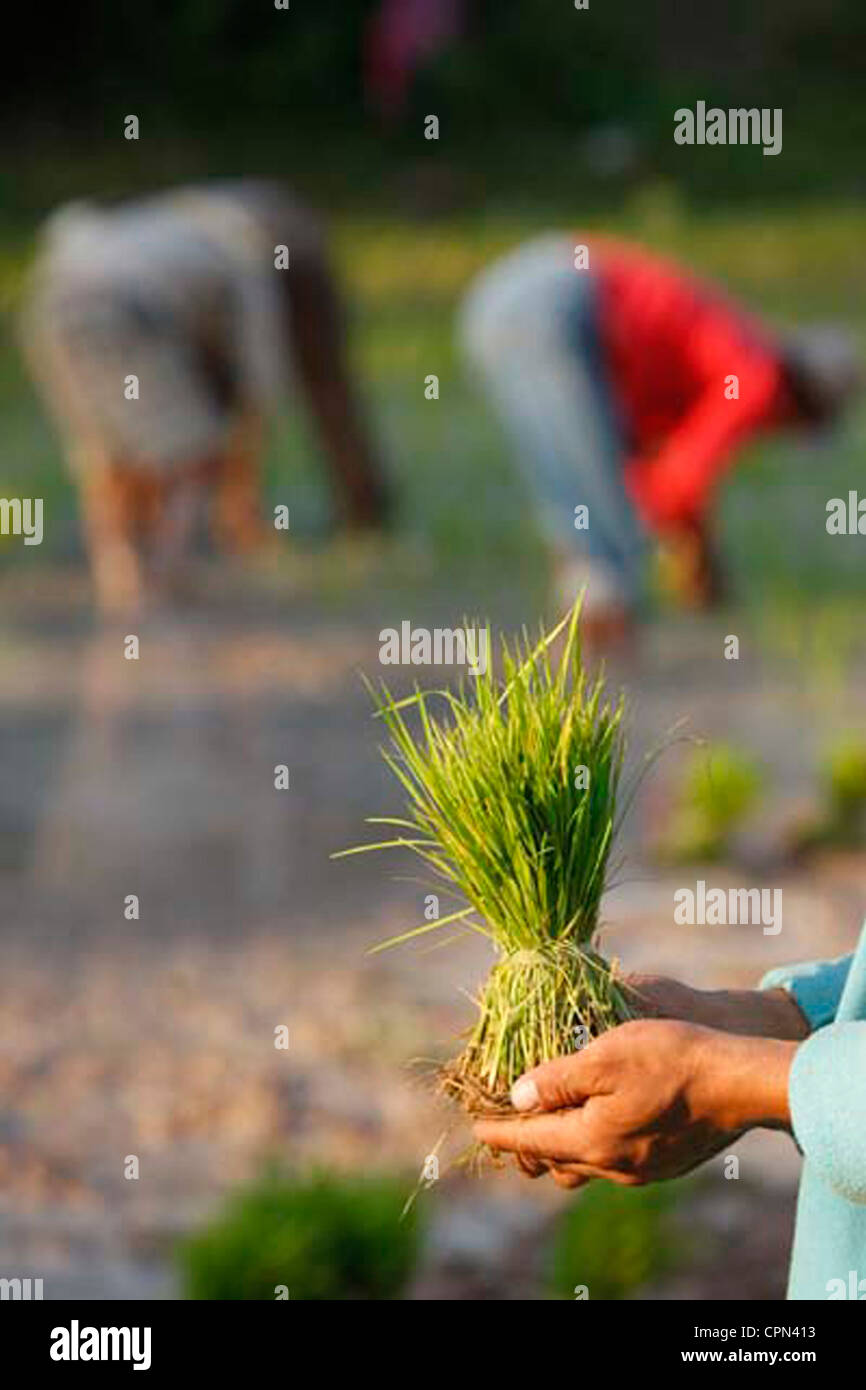 Individual grains of rice hi-res stock photography and images - Alamy