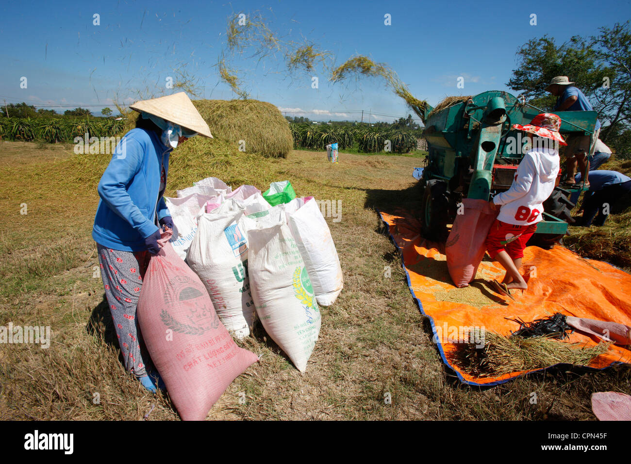 Woman threshing rice hi-res stock photography and images - Alamy
