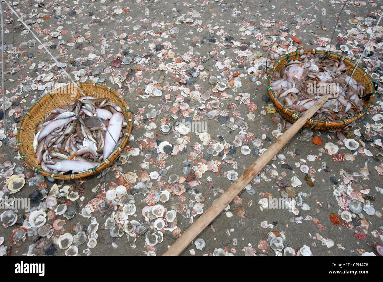 Moul Fish Mollusc fish hi-res stock photography and images - Alamy