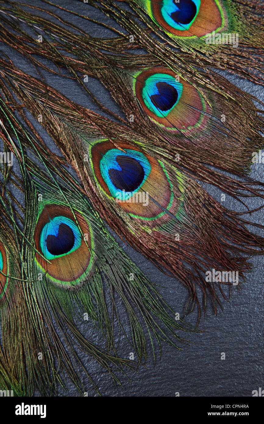 Beautiful exotic peacock feather eyes on dark background Stock Photo