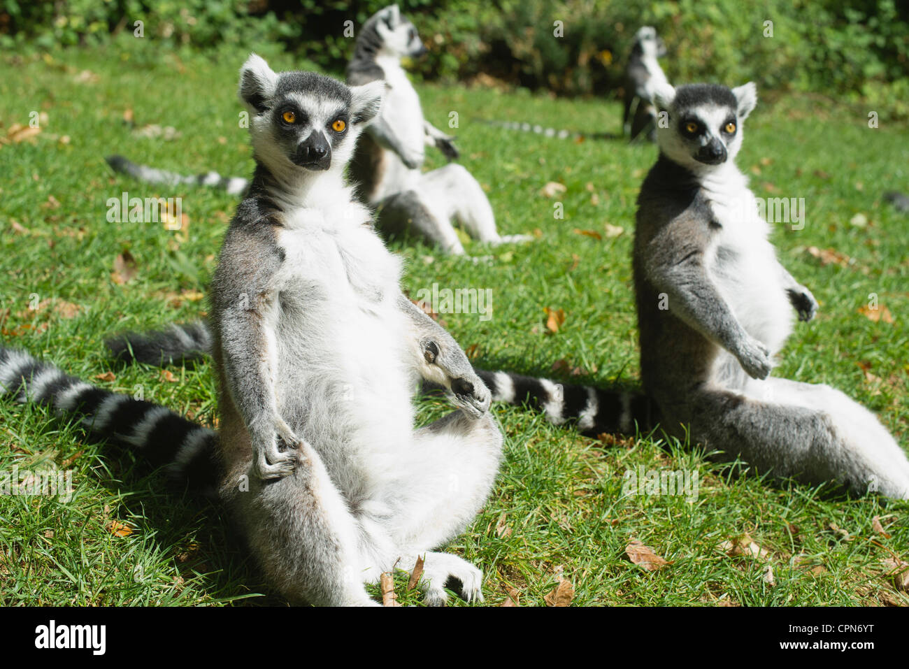 Ring-tailed lemurs (Lemur catta) Stock Photo