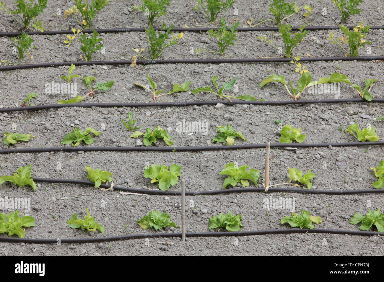 SALAD CULTIVATION Stock Photo