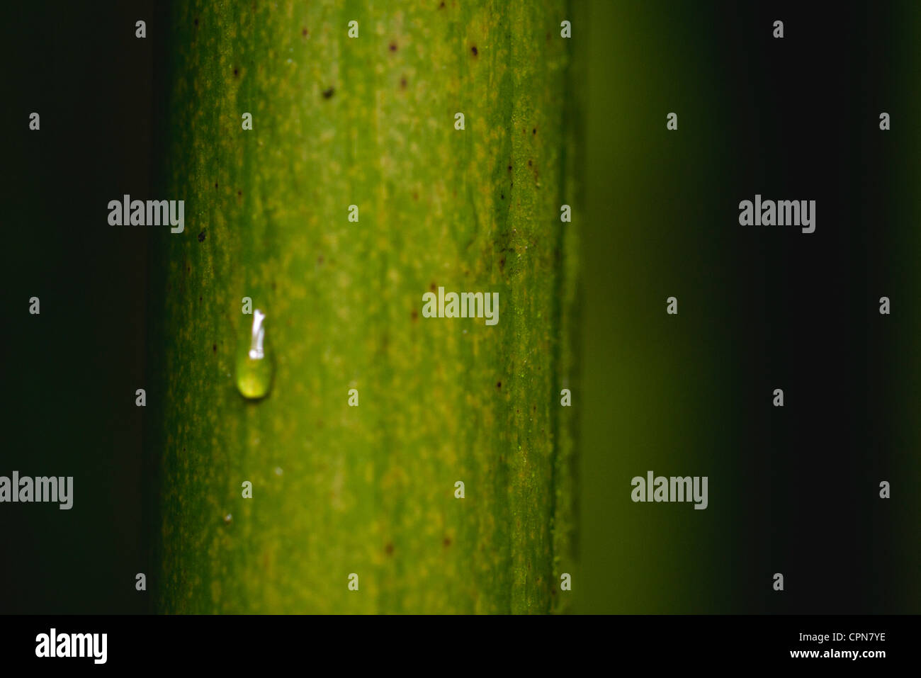 Dew drop on bamboo, close-up Stock Photo