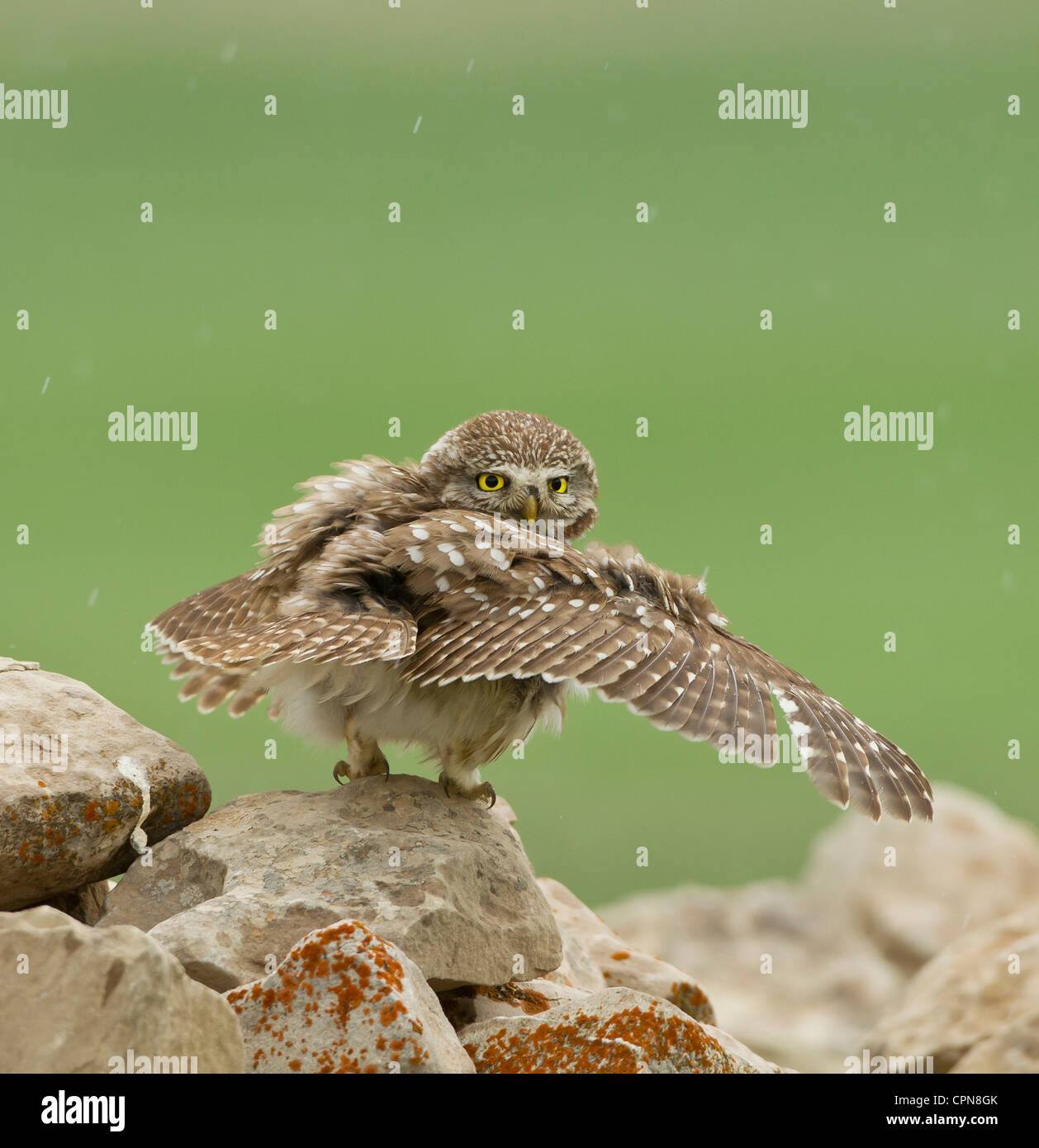 Little Owl Athene noctua stretching out its wings as rain falls Stock Photo