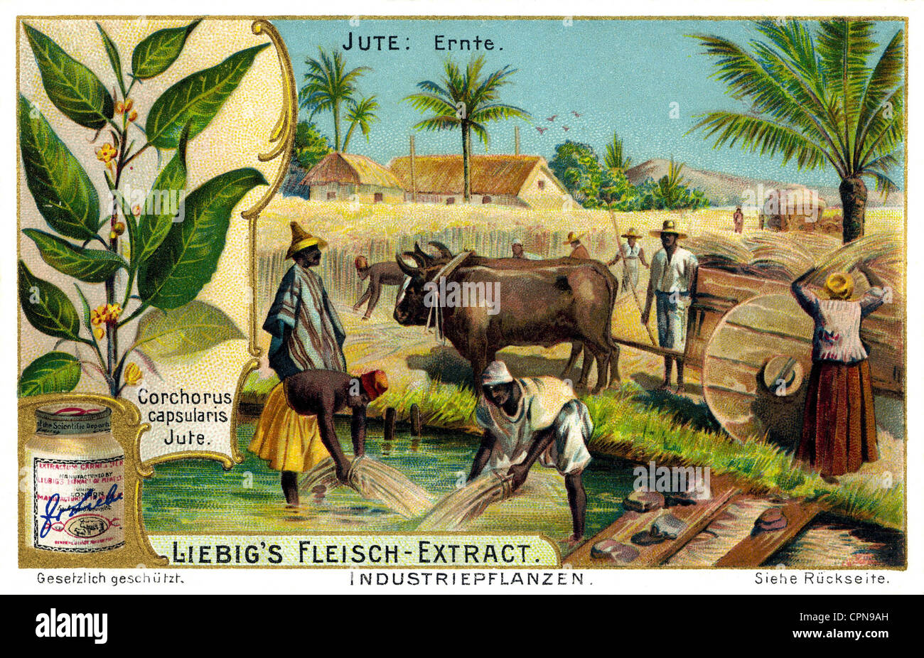 agriculture, field work, agricultural labourer reaping jute on the