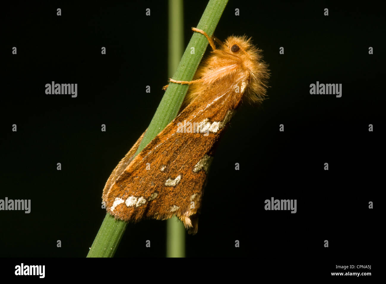 A small brown moth, Gold Swift (Phymatopus hecta), resting on grass. Stock Photo
