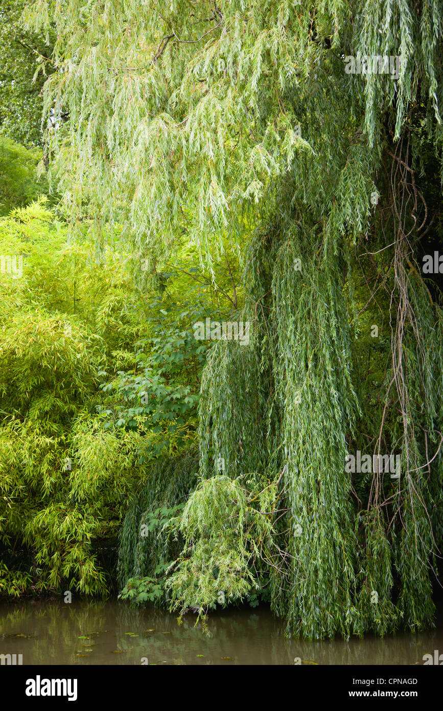 Weeping willows growing at water's edge Stock Photo Alamy