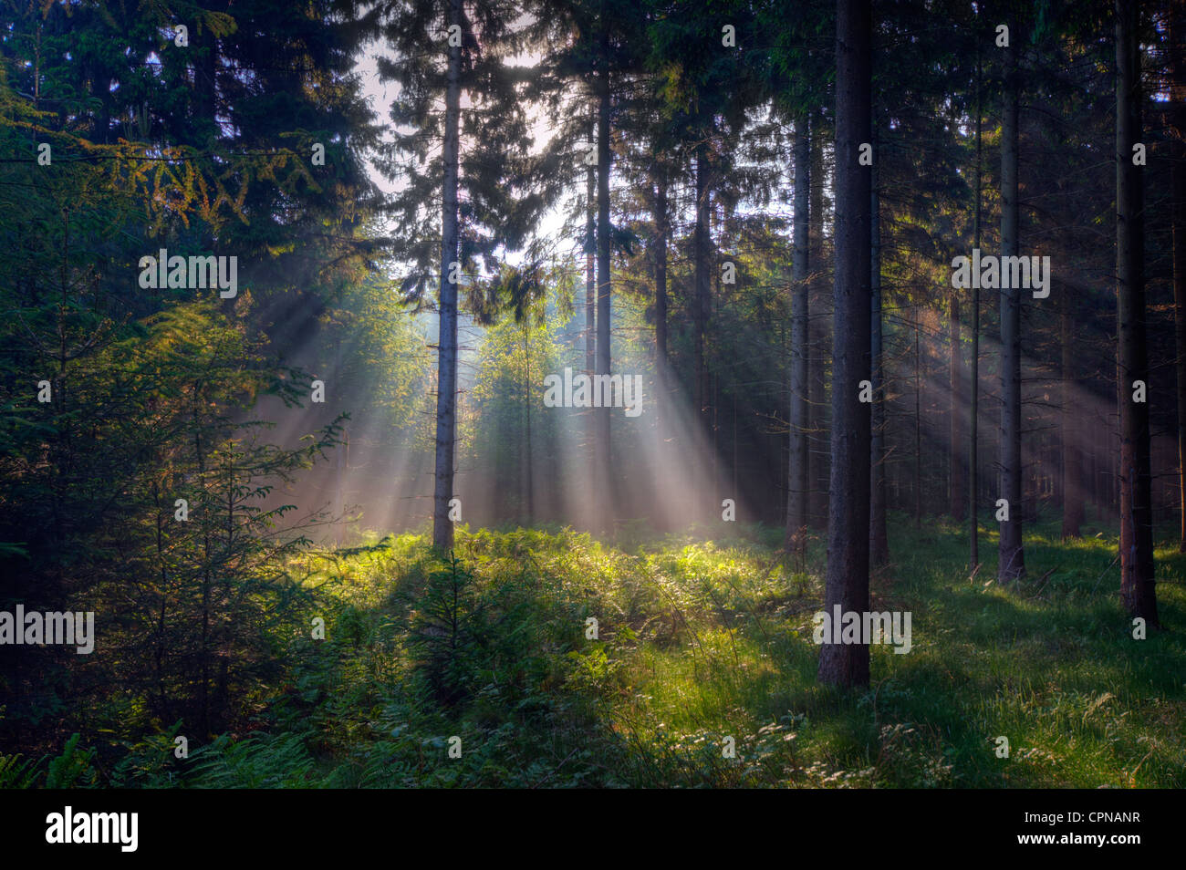Ferns in the forest in sunlight hi-res stock photography and images - Alamy