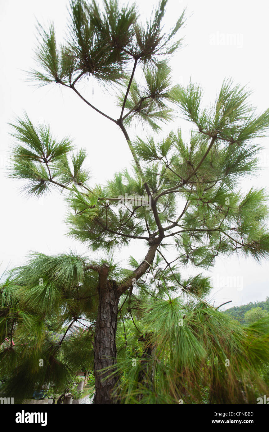 Pine tree images hi-res stock photography and images - Alamy