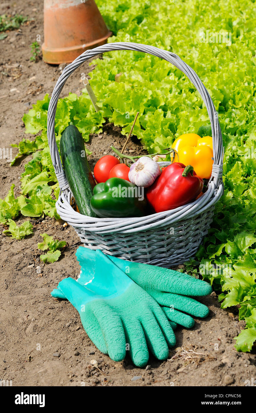 basket of vegetables and in a botanical garden Stock Photo - Alamy