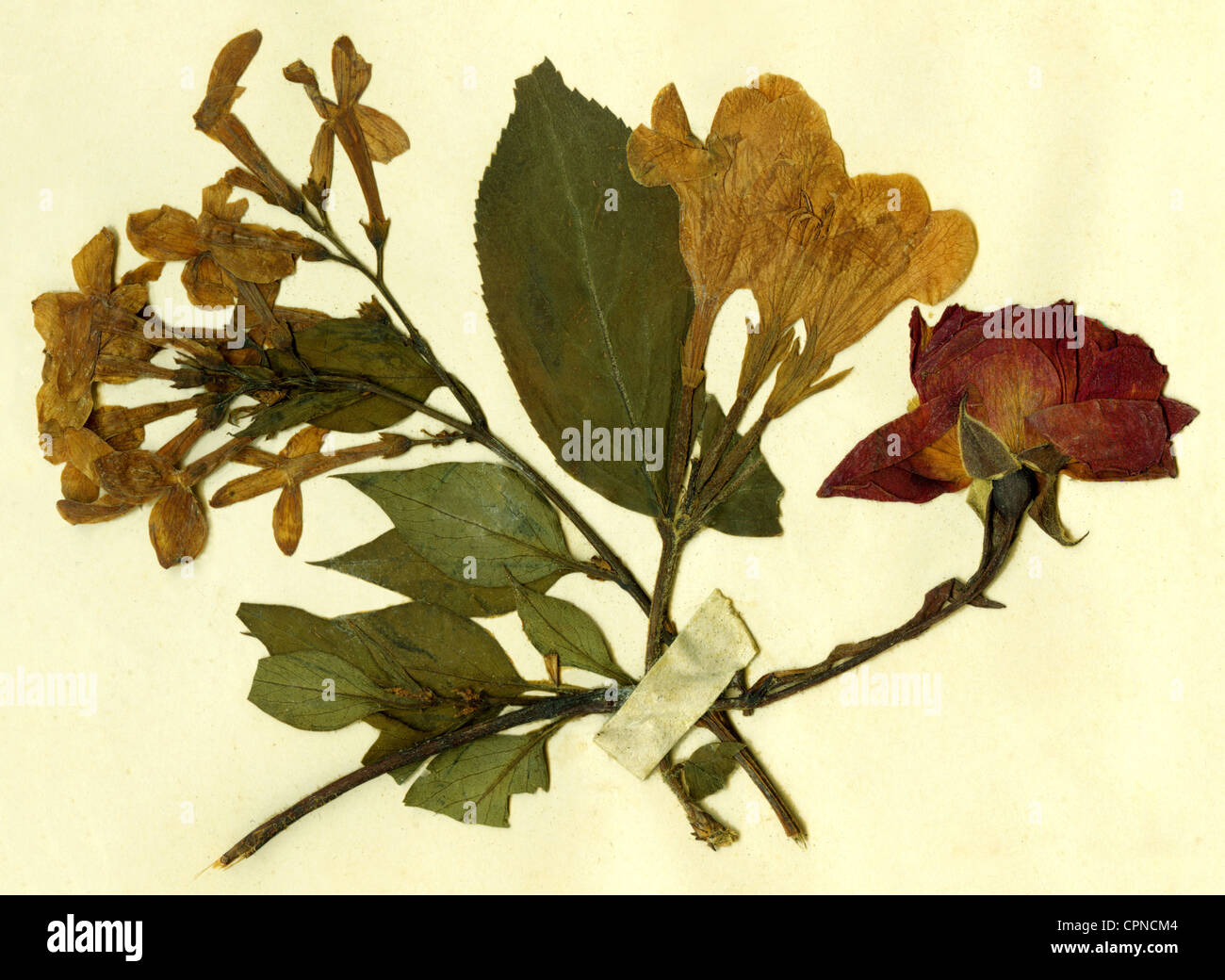 botany, herbarium, pressed flowers, desiccated, Germany, 1893 Stock