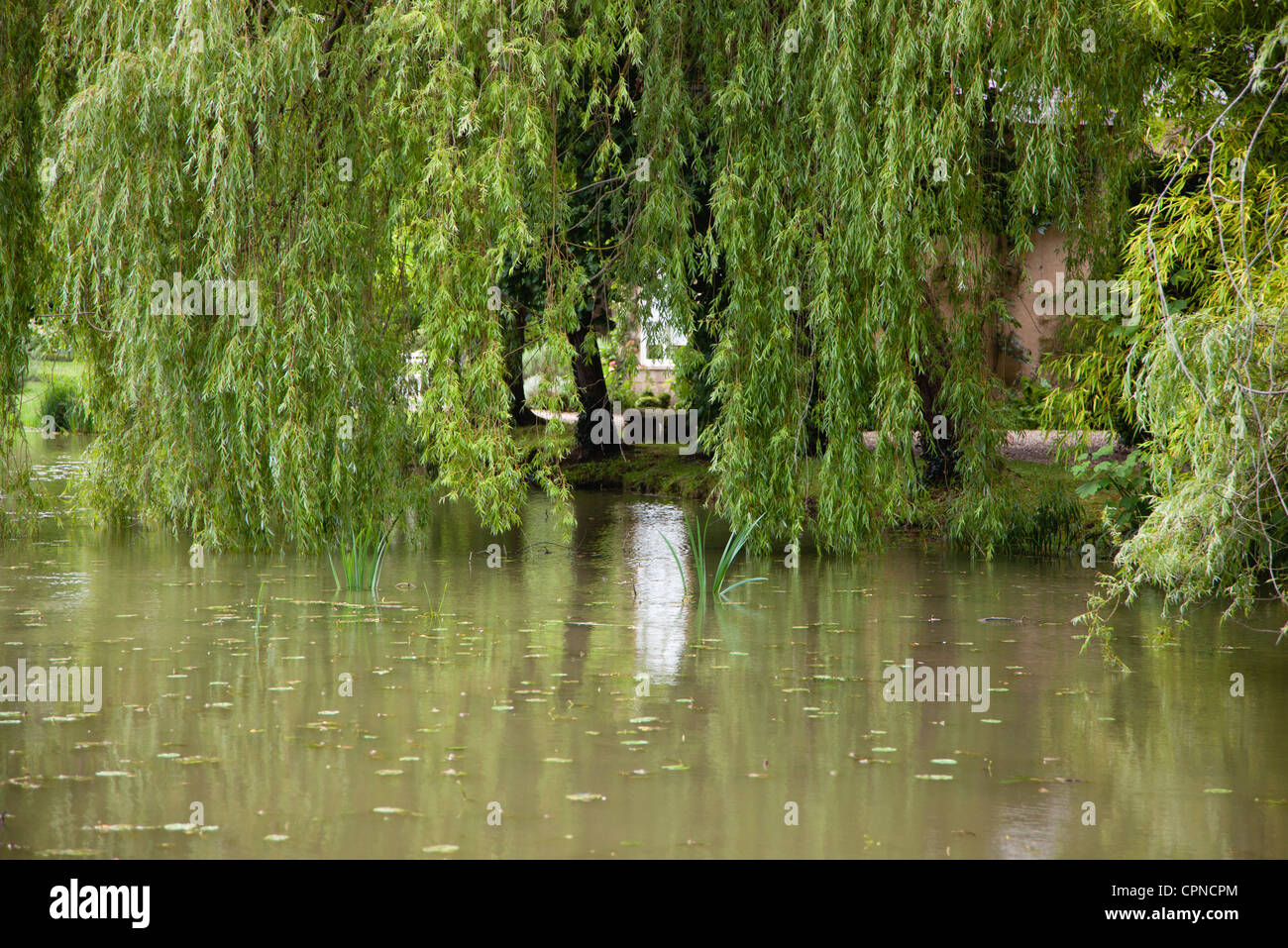 Willows without foliage hires stock photography and images Alamy
