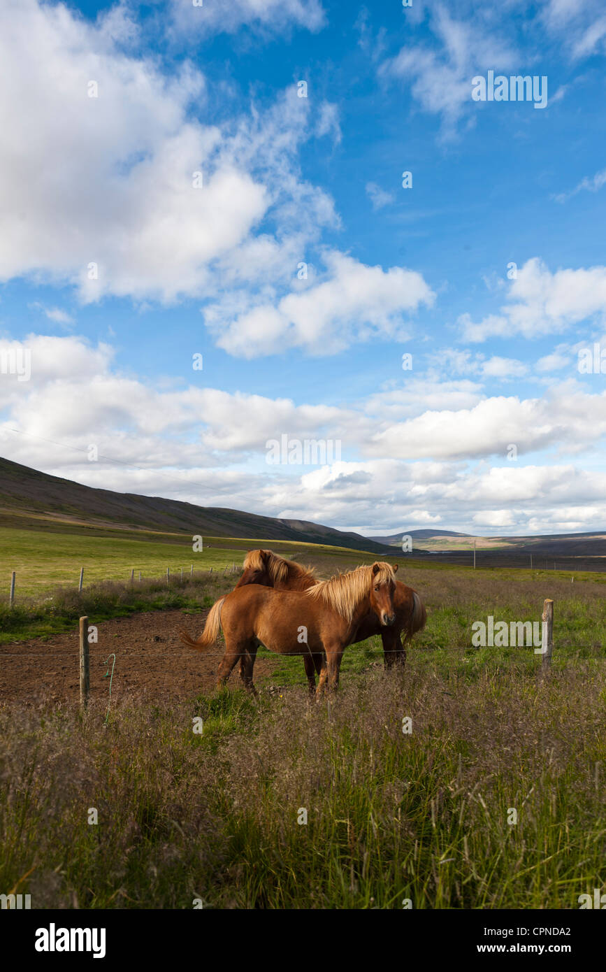 Icelandic horses in pasture, Iceland Stock Photo