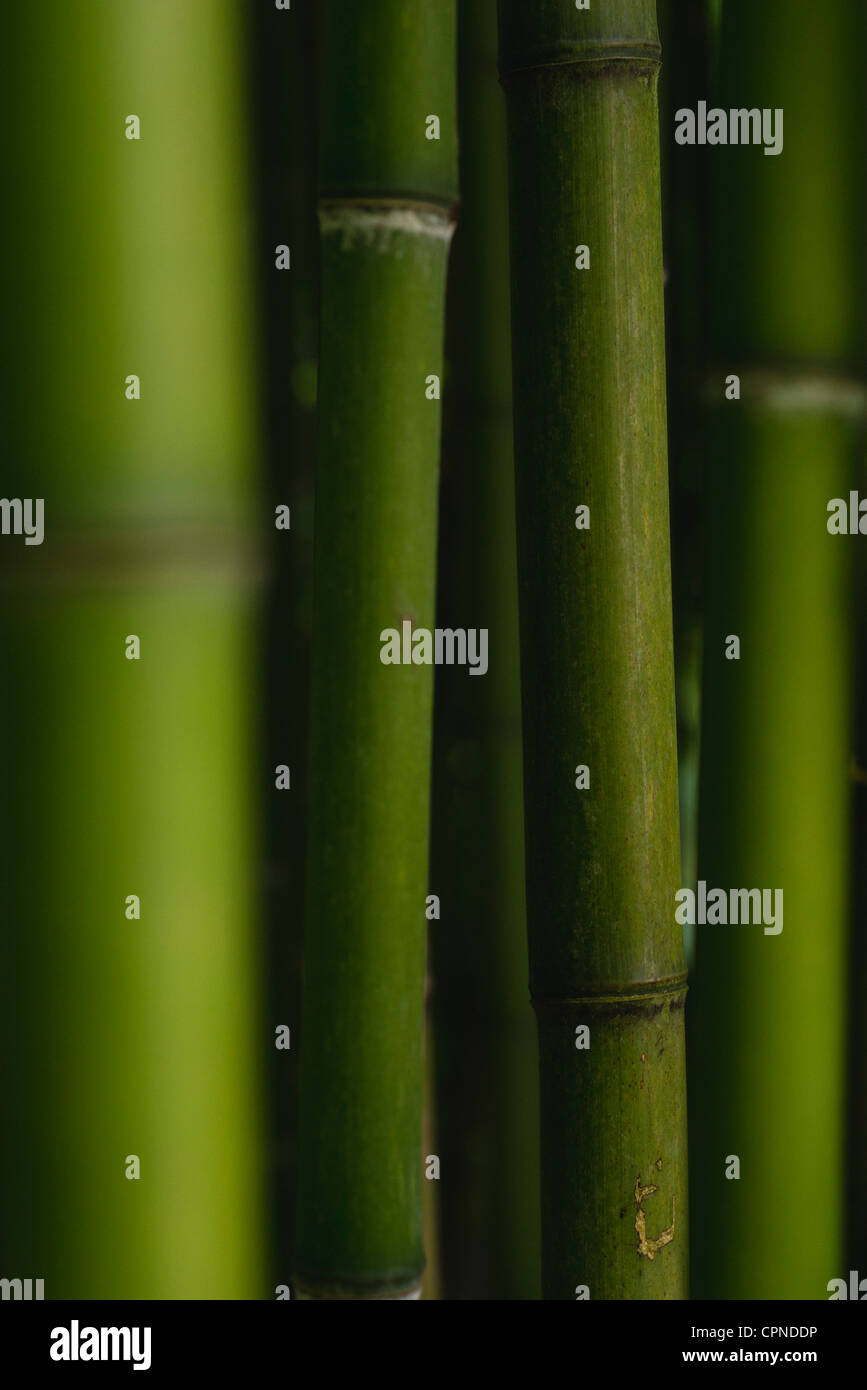 Bamboo, full frame Stock Photo - Alamy