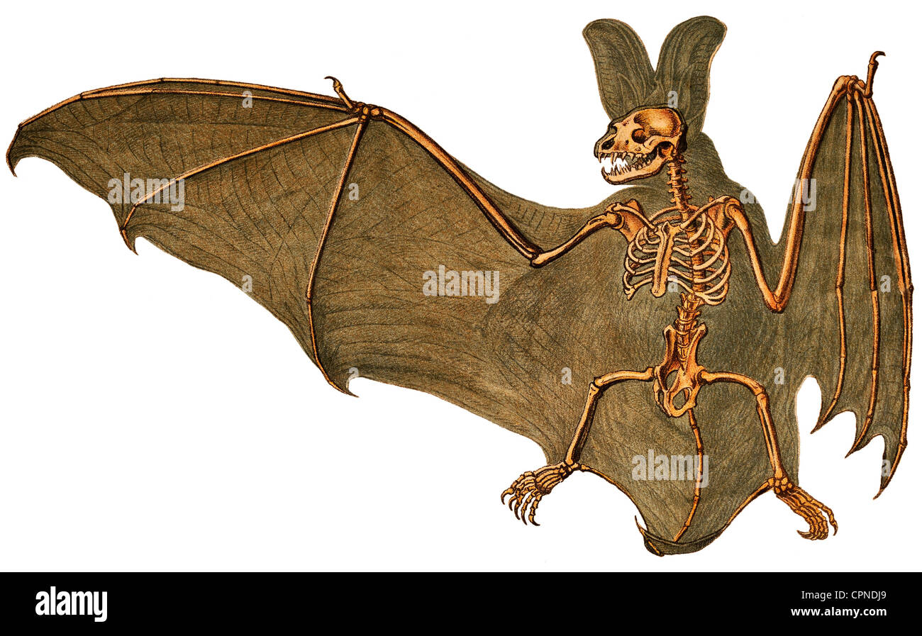 mammal bat wings