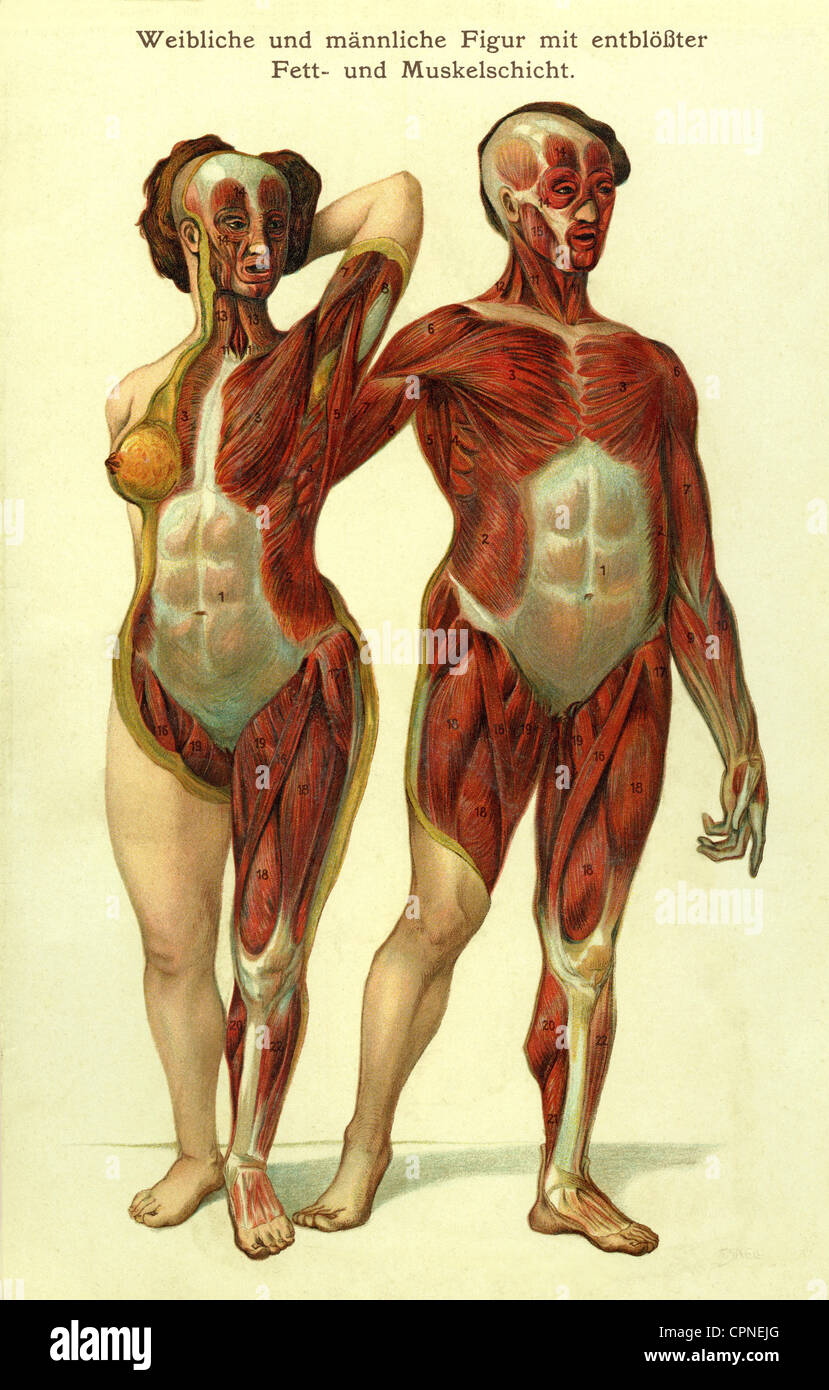 medicine, anatomy, man and woman, muscle layers, anatomic illustration, Germany, circa 1905, Additional-Rights-Clearences-Not Available Stock Photo