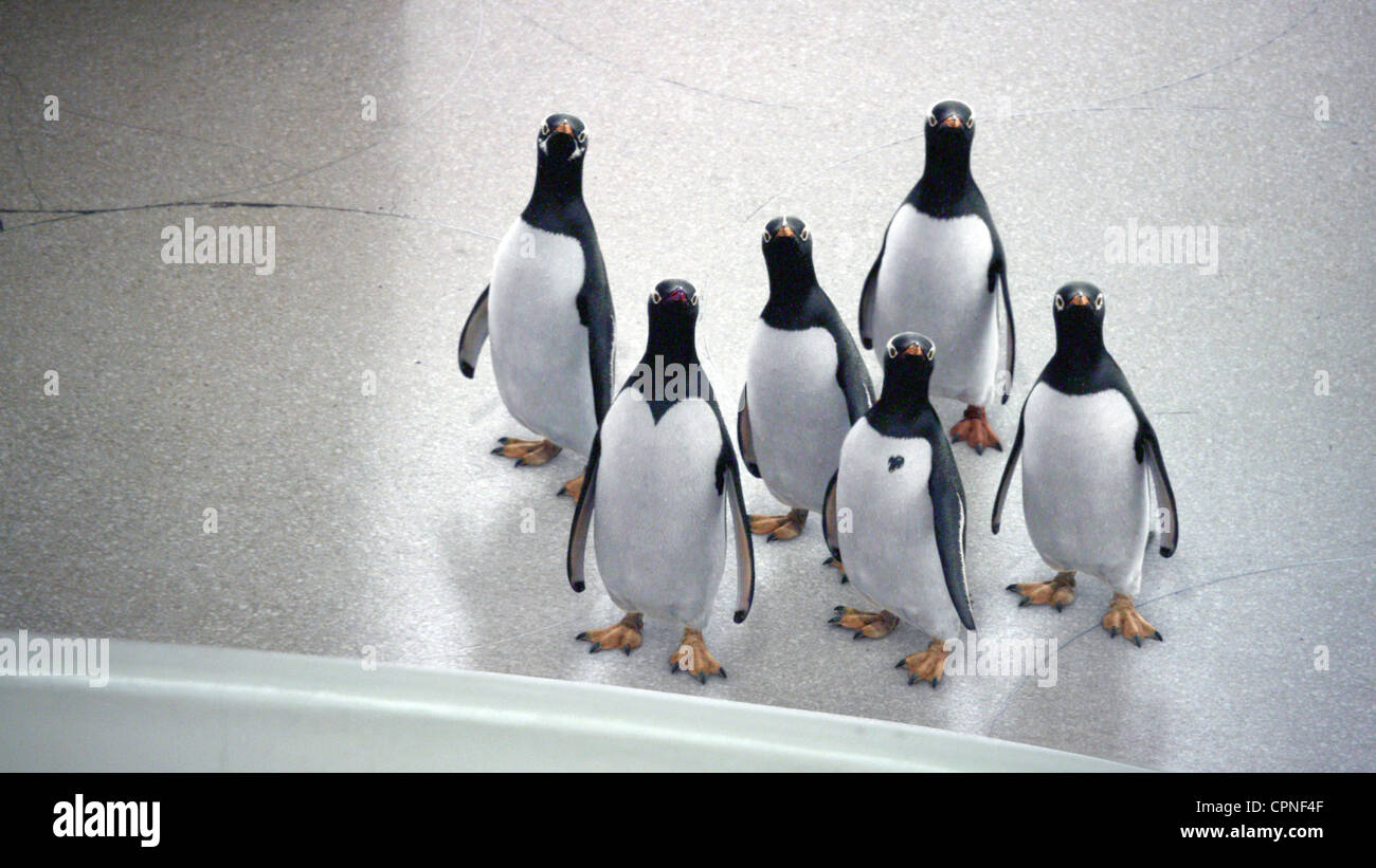 Mr. Popper's Penguins Stock Photo