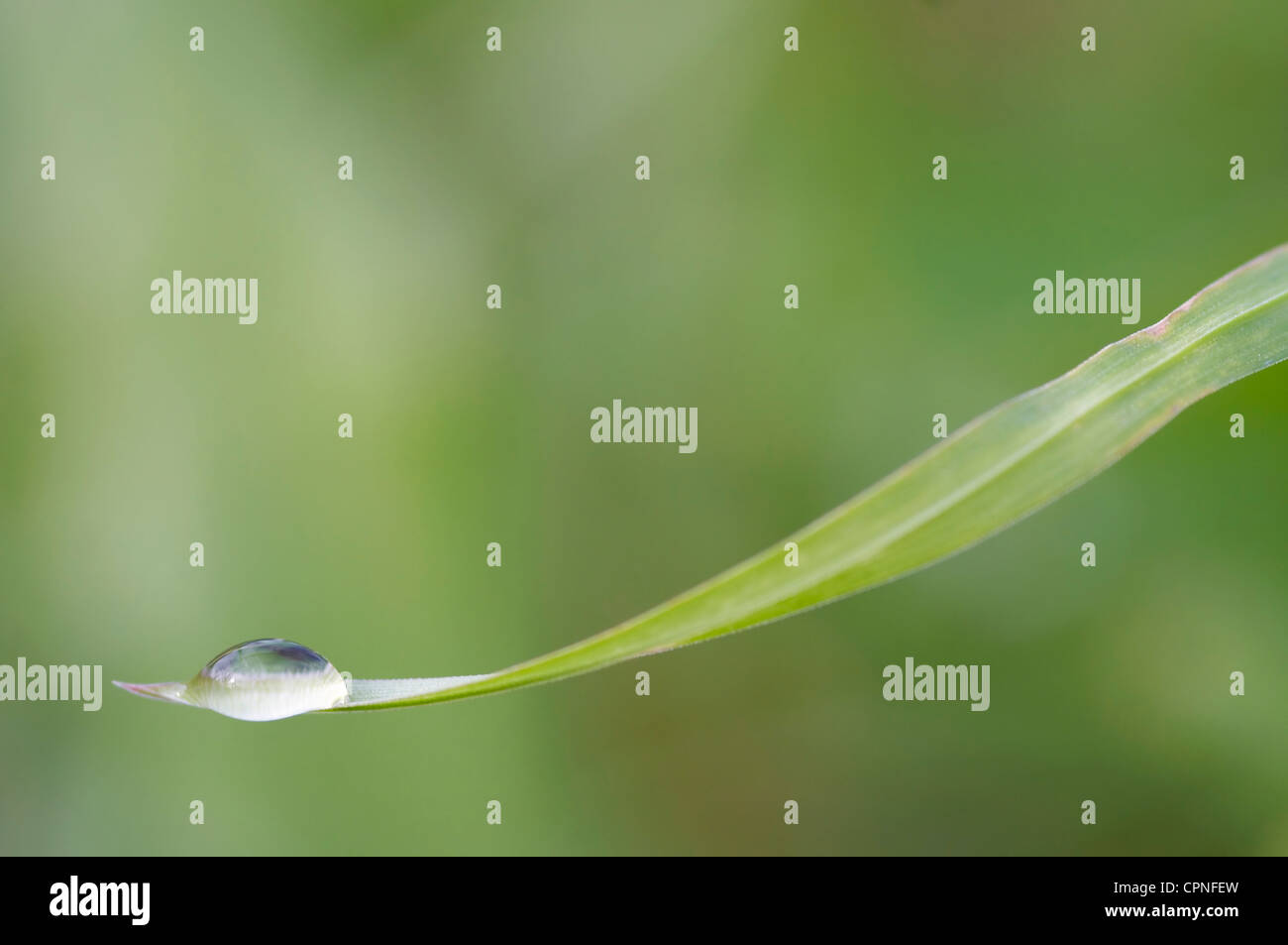 blade of grass with dew Stock Photo Alamy