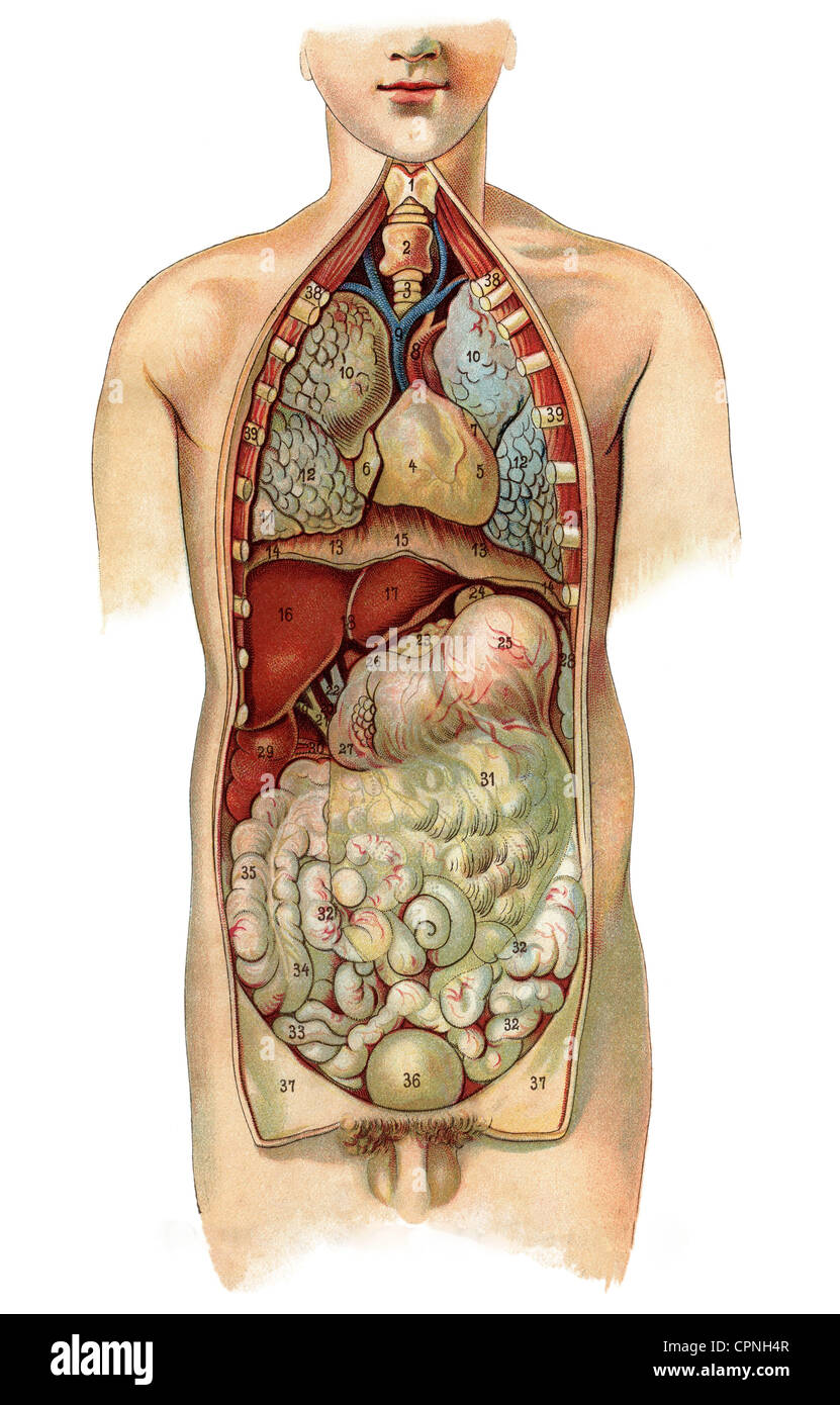 Анатомия внутренних органов женщины фото. Внутренние органы человека. Расположение внутренних органов. Расположение органов у человека. Расположение внутренних органов у женщин.