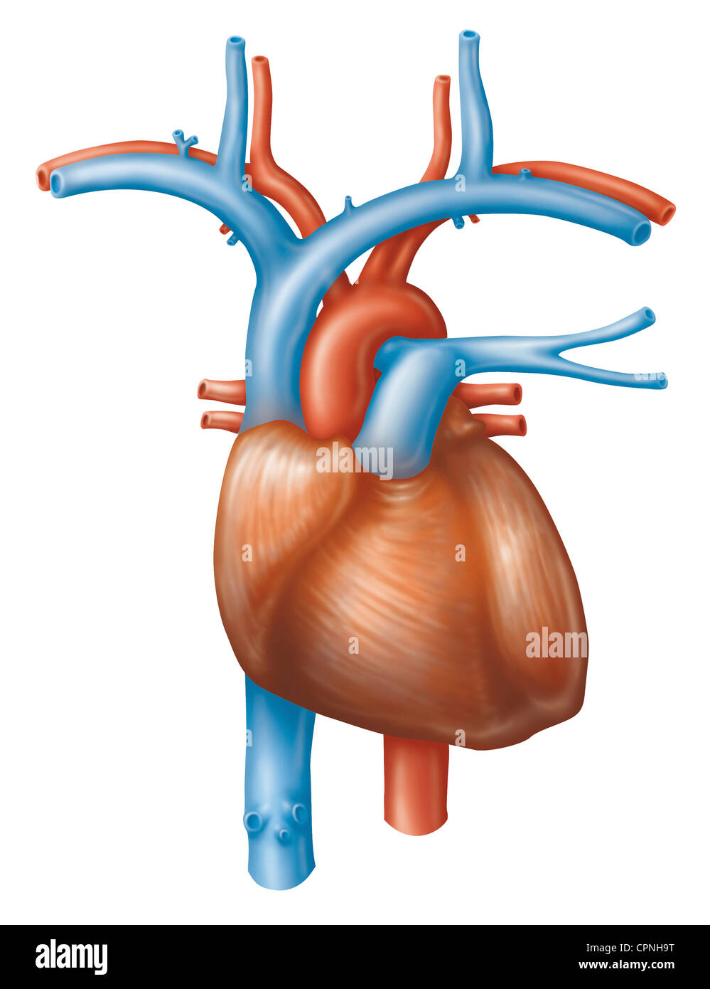 HEART, ILLUSTRATION Stock Photo