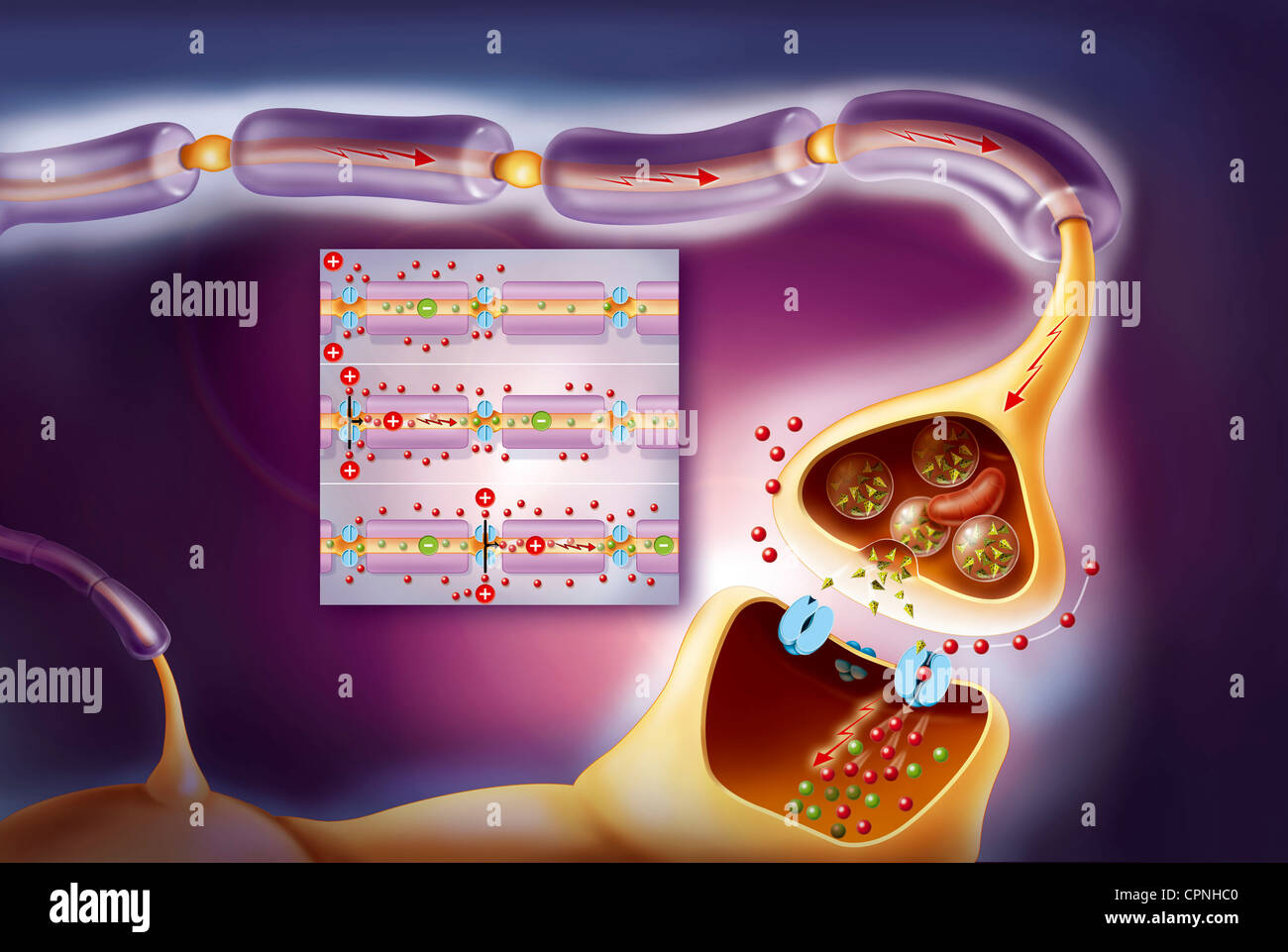 Cerebrum nerve cells hi-res stock photography and images - Alamy