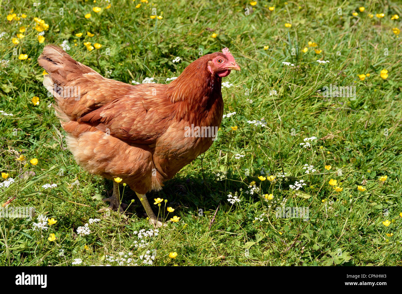 Brown hen (Gallus) walking on grass with numerous flowers Stock Photo