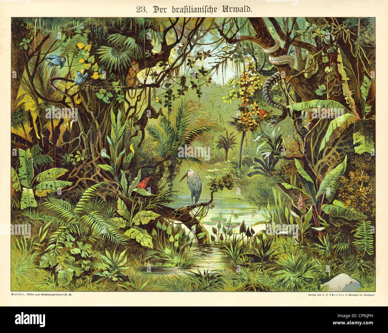 pedagogy, the Brazilian virgin forest, illustrated chart for children, images for lesson, idealize illustration, coloured wood engraving, Germany, circa 1885, Additional-Rights-Clearences-Not Available Stock Photo