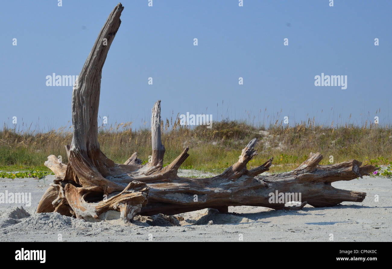 Florida driftwood hires stock photography and images Alamy