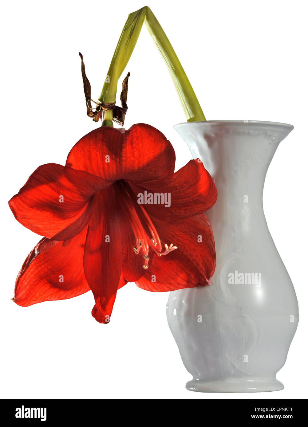 Grow Weary Hi Res Stock Photography And Images Alamy