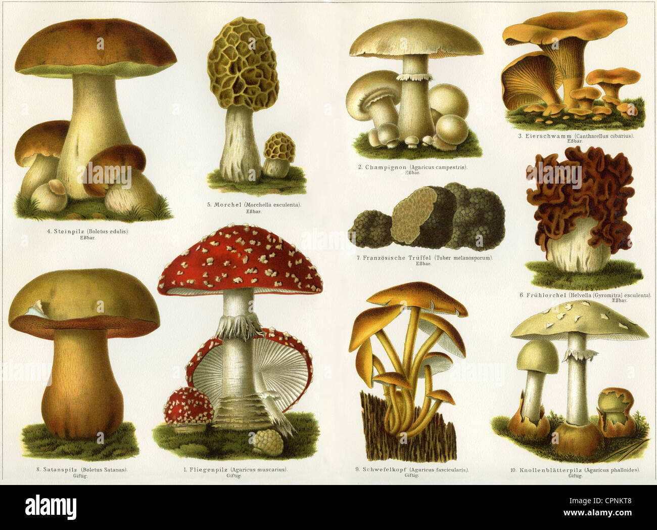botany, mushrooms, synopsis, edible mushrooms: edible boletus, edible boletus, morel, morel, mushroom, chanterelle, French truffle, Gyromitra esculenta, toadstool mushrooms: Satan's mushroom, Satan's mushroom, fly agaric, fly agaric, sulphur tuft, destroying angel, destroying angel, lithograph, Germany, circa 1900, Additional-Rights-Clearences-Not Available Stock Photo