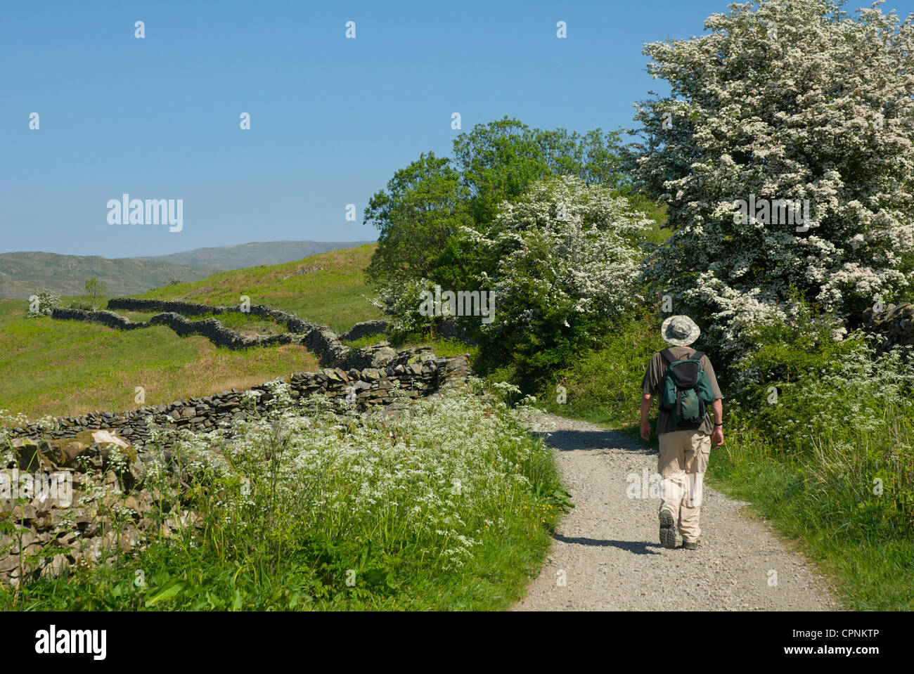 Man walking along old track, Dubbs Road, in the Troutbeck Valley, Lake District National Park, Cumbria, England UK Stock Photo