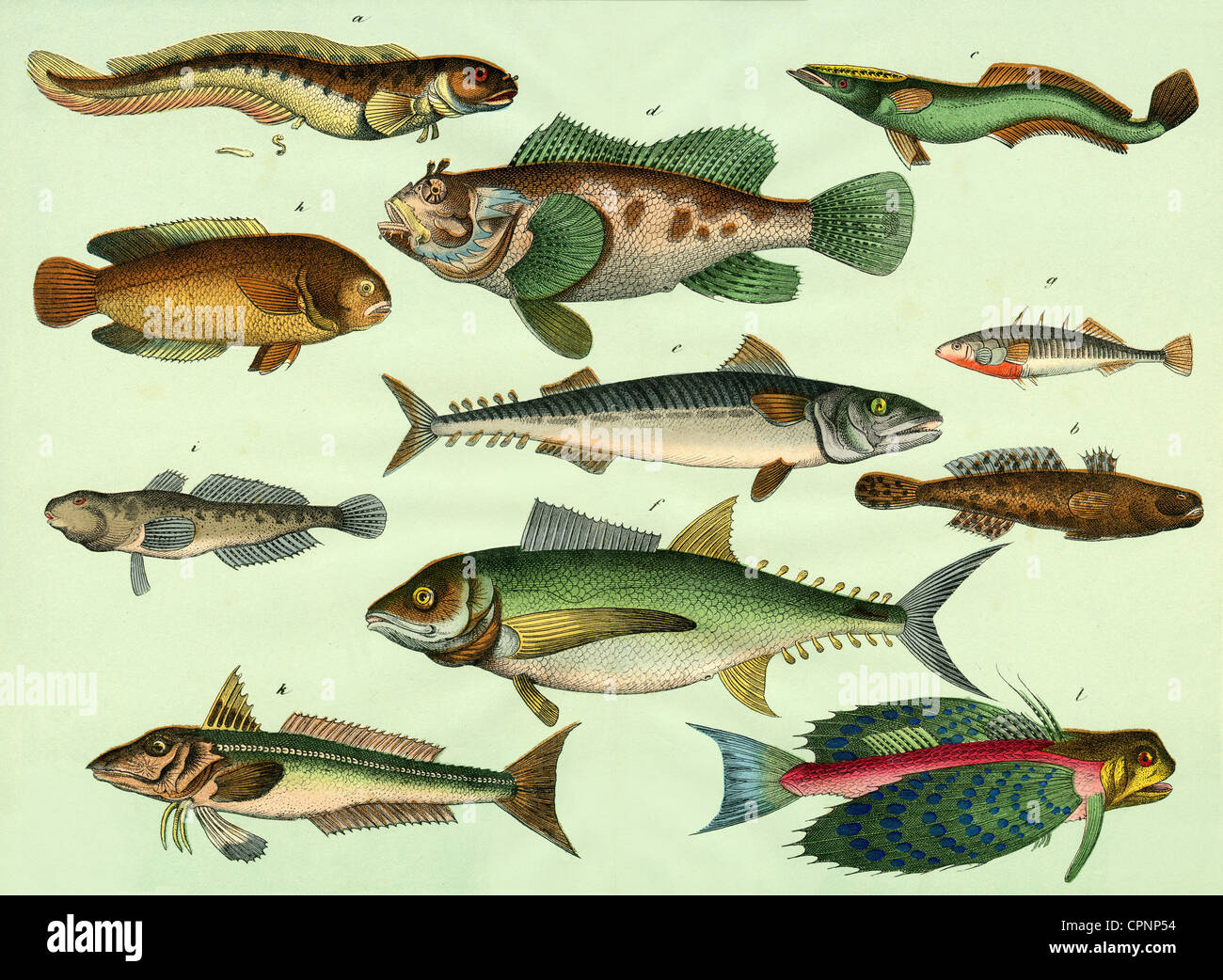 Great Lakes Fish Poster, Identification Chart and Fishermen Guide