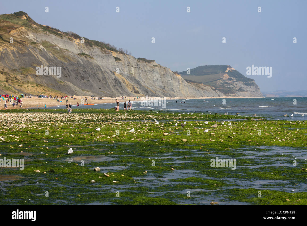 Low tide on Charmouth Beach. Stock Photo