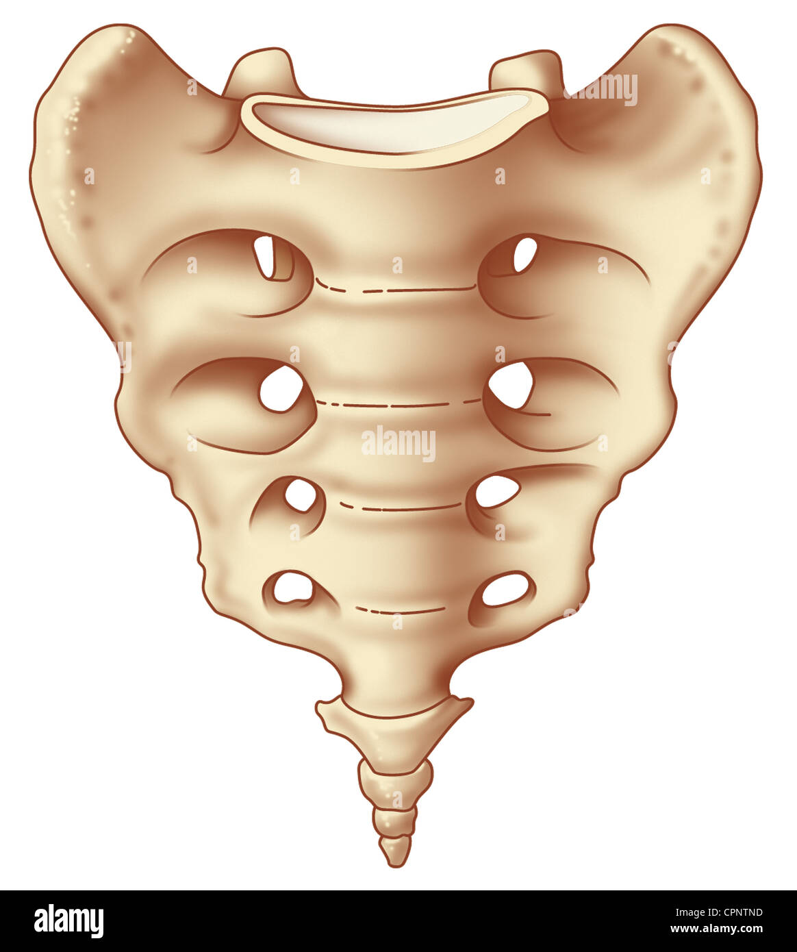 Os Sacrum High Resolution Stock Photography And Images Alamy Os Sacrum High Resolution Stock Photography And Images Alamy