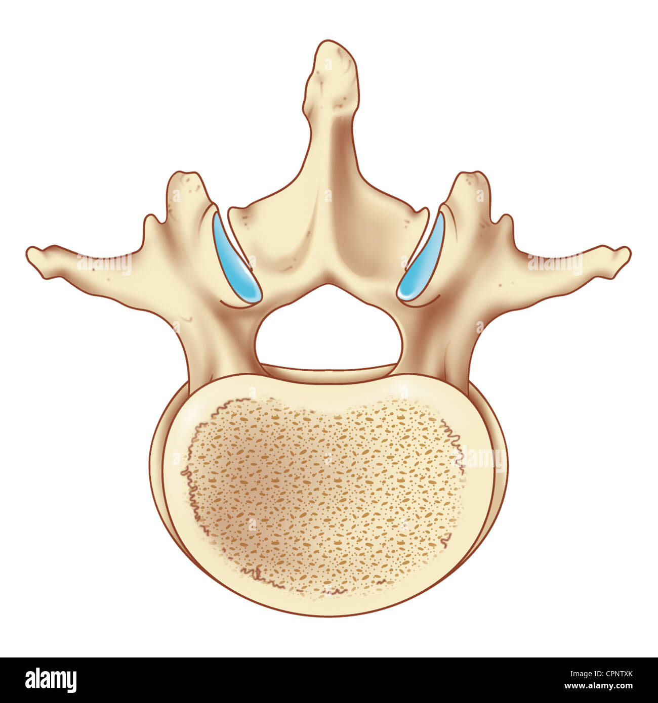 LUMBAR VERTEBRA DRAW Stock Photo - Alamy